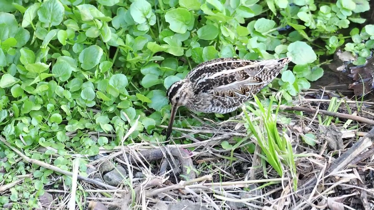 タシギの餌探し251212