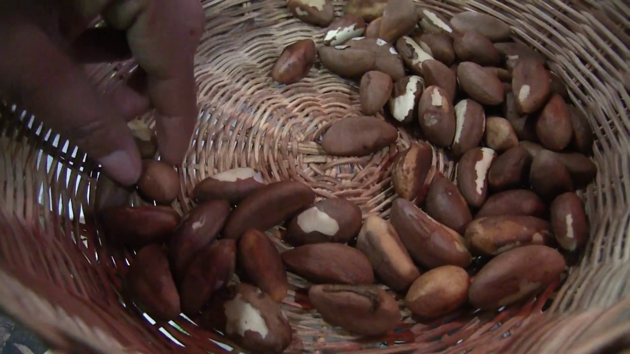 Año de la castaña o almendra (Expocruz 2016) Bolivia - YouTube