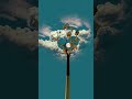 Symbolic Love 💕🥀#subscribe #viral #shorts #shortvideo #shortsvideo #share