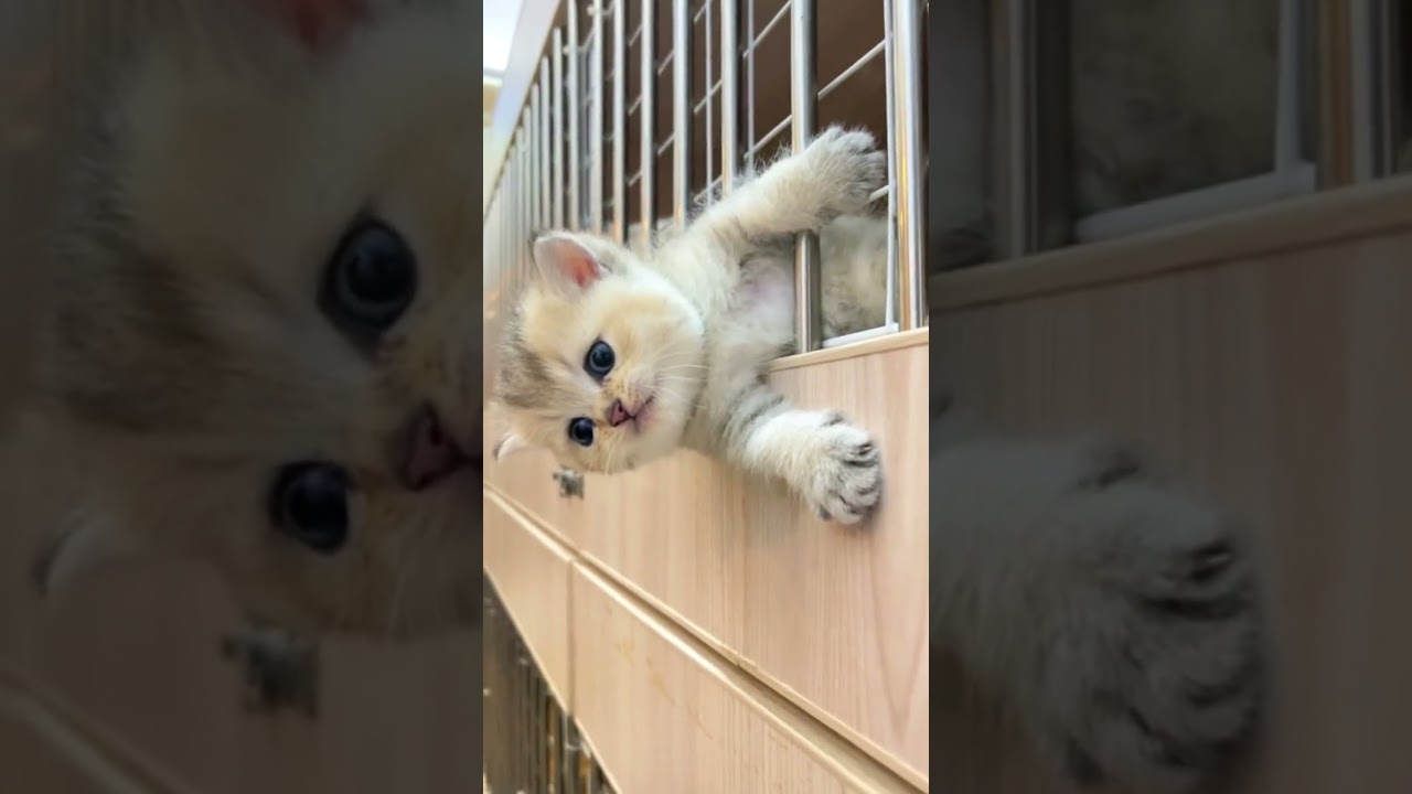 Saving a Kitten TRAPPED in a Cage (HILARIOUS) 