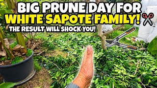 Big Pruning Day: Transforming the White Sapote Orchard