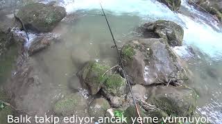 Gökkuşağı Alabalığı Nasıl Ikna Edilir