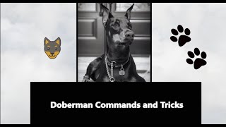 Doberman Pinscher Commands and Tricks by Mom2Matt Plus3 4,113 views 4 years ago 3 minutes, 25 seconds