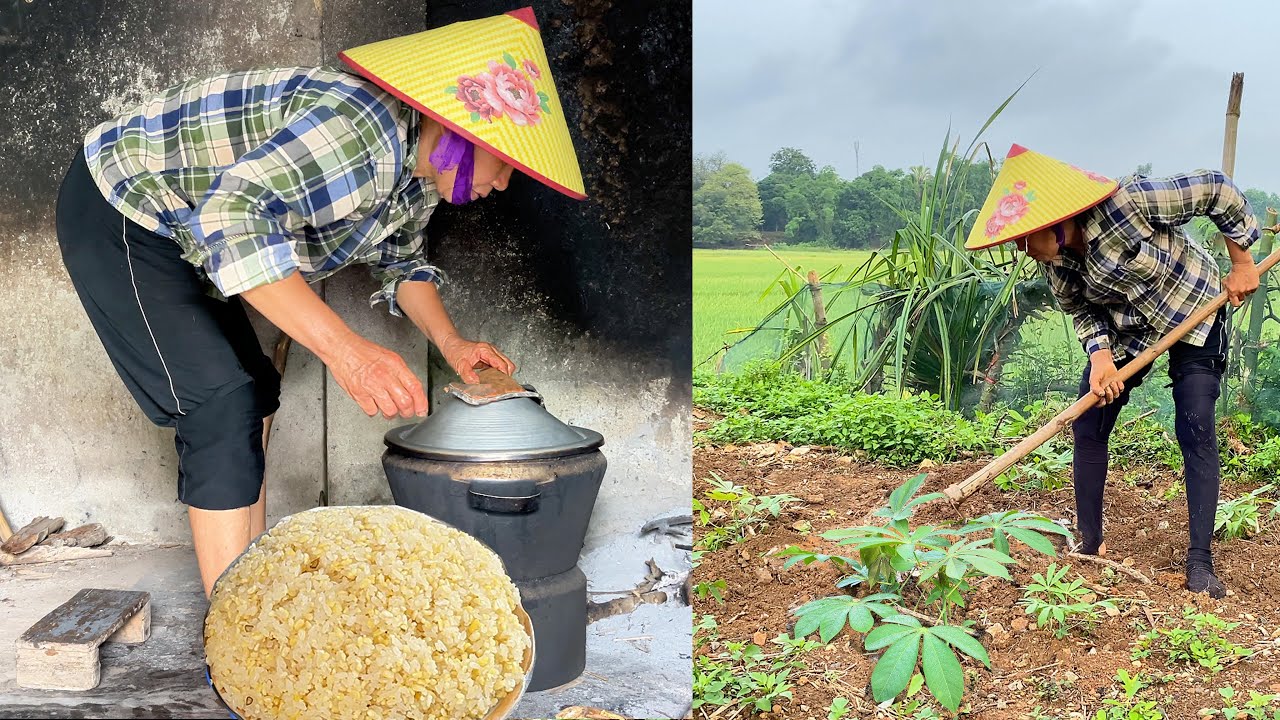 Cassava Sticky Rice Clearing Cassava Grass in the Fields - Making Delicious Hometown Sticky ...