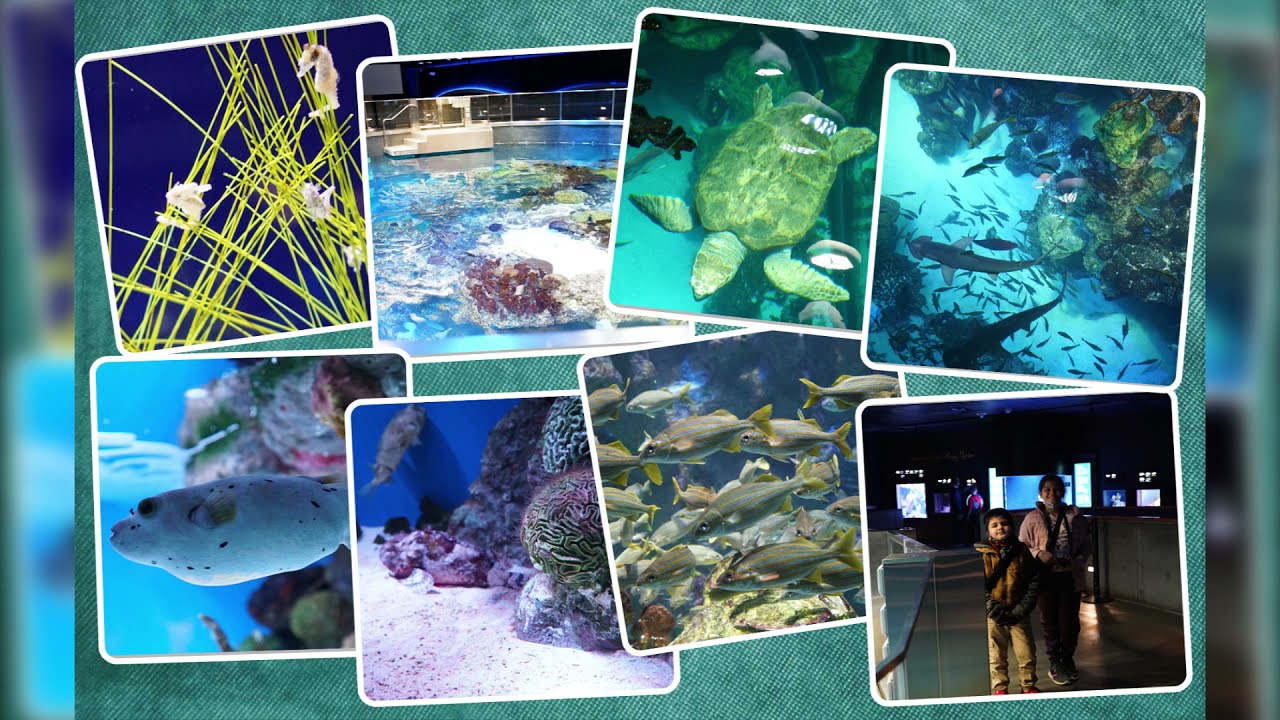 New England Aquarium Boston Top of the Giant Ocean Tank of Aquarium