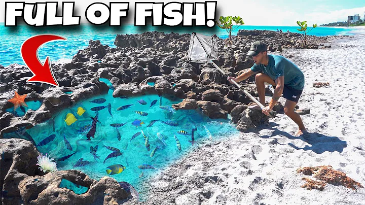 We FOUND A Tide Pool FULL Of EXOTIC FISH!! - DayDayNews