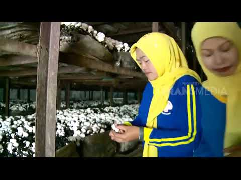 Cara Bertani Jamur Kancing