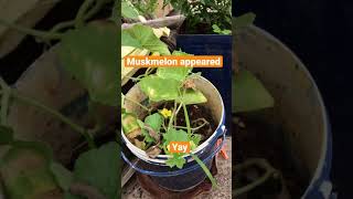 Muskmelon appears #muskmelon #melon#melons #flowers #happyfarmer #terracegarden #bangalore