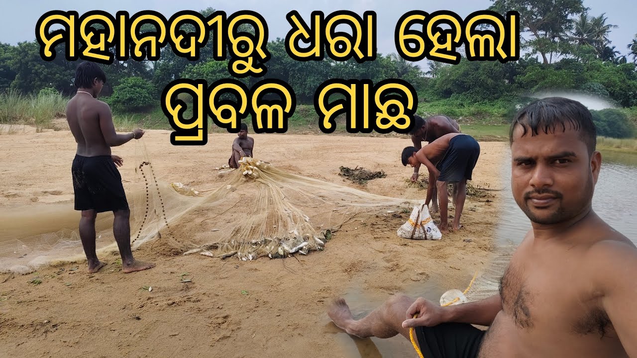 ମହାନଦୀରୁ ଧରା ହେଲା ପ୍ରବଳ ମାଛ || River Fishing In Mahanadi River || Net Fishing || Fish Hunting