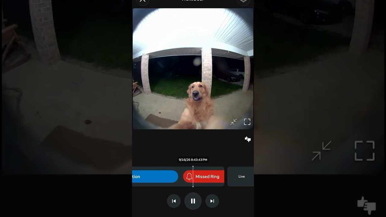 Puppy Court Episode 13