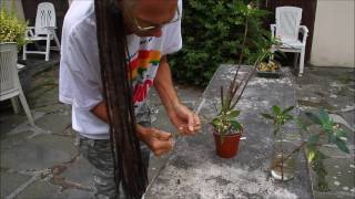 How to prune Impatiens and get cuttings.