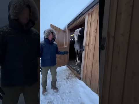 These Horses Changing Their Minds