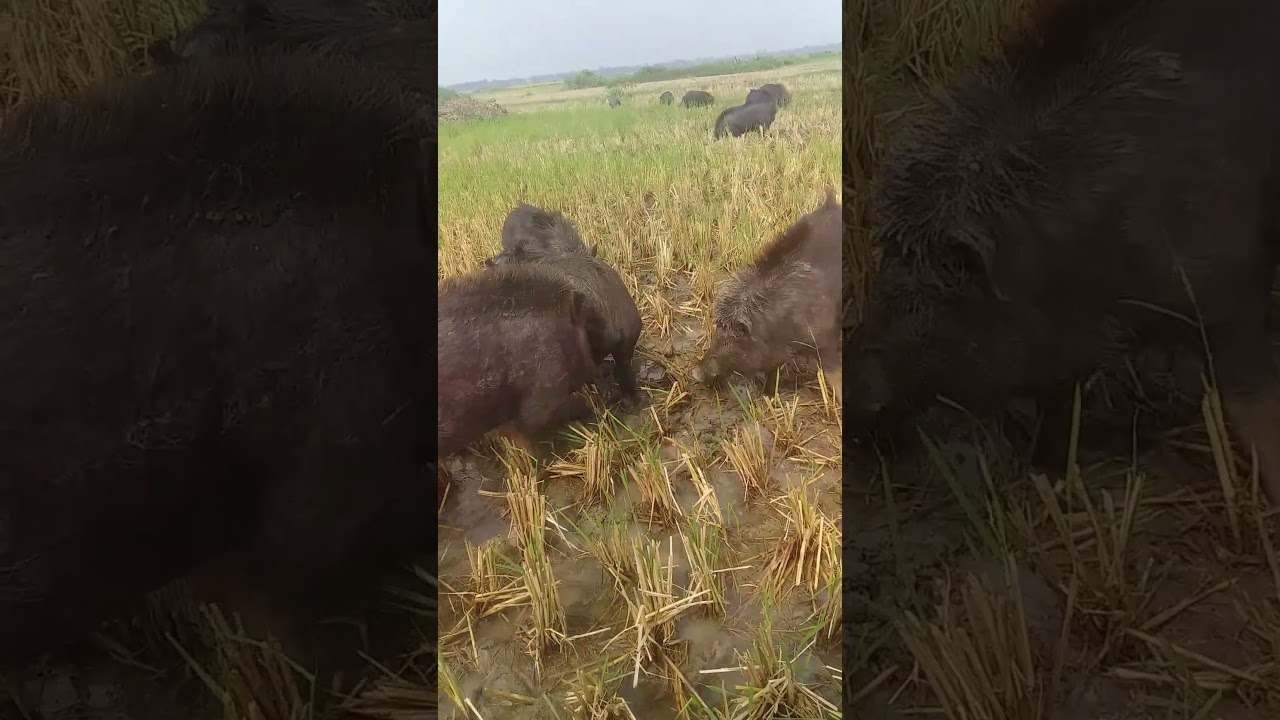 Bacon Banter: Funny Pig Fails, farm life, pigs, wild nature,boar, hog, animals 