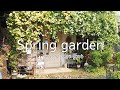 【my garden tour】春の庭 モッコウバラが満開のガーデンツアー ナチュラルガーデン