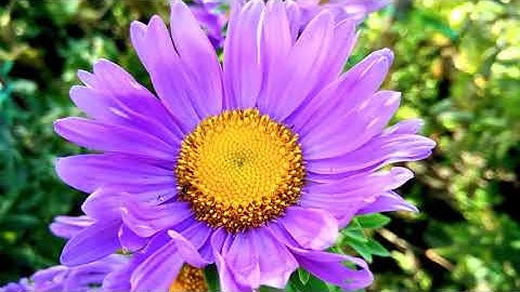 سورة يس بصوت القارئ شاكر قاسم