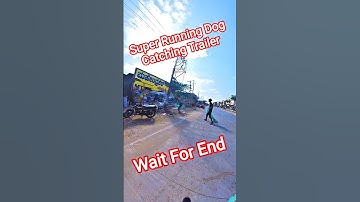 Tip And Top Running Speed Dog Catch #dog #running #speed #dogwithpublicsafety #ytviral