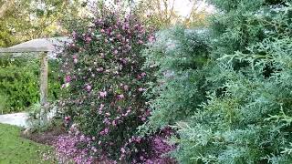 Download Lagu Camellia Sparkling Burgundy MP3