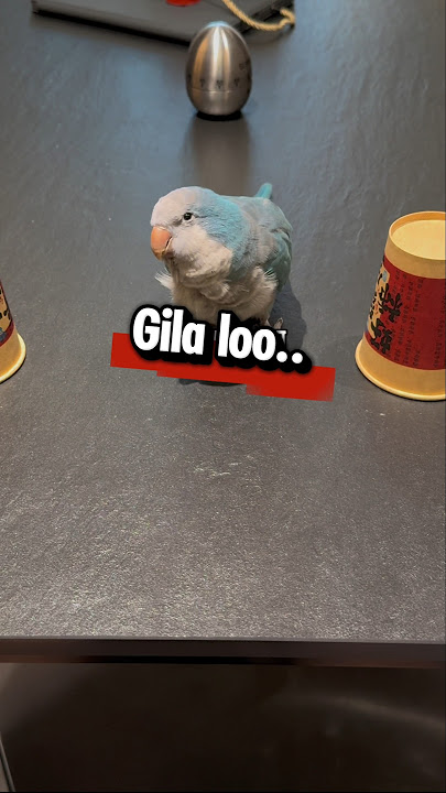 Burung kecil ini payah tapi Suka main! Kalau kalah malah Baper 😂