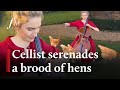 Cellist serenades chickens at 18th-century farmhouse | Classic FM