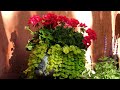 ВАРИАНТЫ КОМПОЗИЦИЙ ЦВЕТОВ в кашпо и вазонах 4 #цветы #цветыдлясада #композициицветов#идеидлясада
