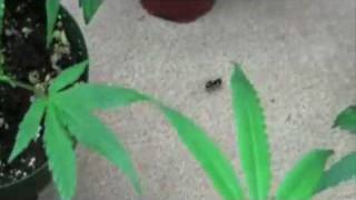 * Song * Cannabis - Ants go marching one by one
