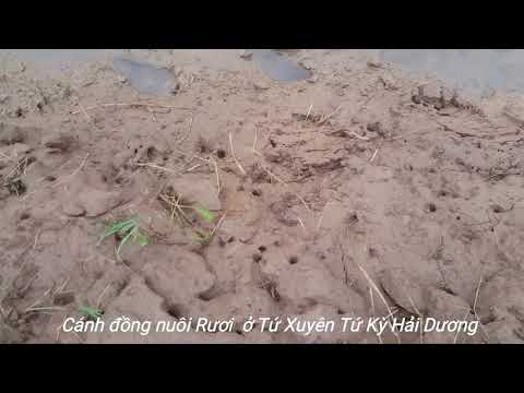 Video Cánh đồng nuôi Rươi - youtube