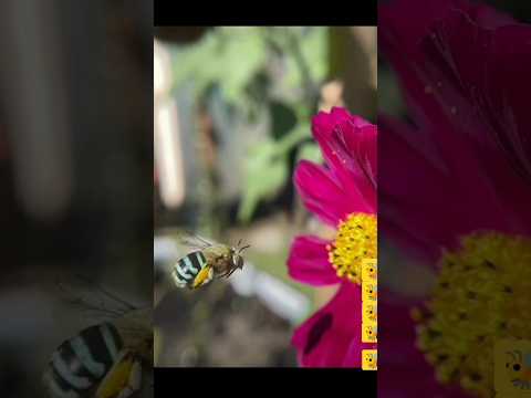 مشهد مريح للنفس النحل رحيق النحلة Shorts 