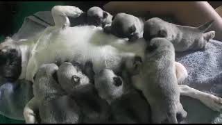 filhotes de Pug 19 dias de nascimento