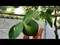 சாத்துக்குடி மரம்...Organic Sweet lime or mosambi at home.