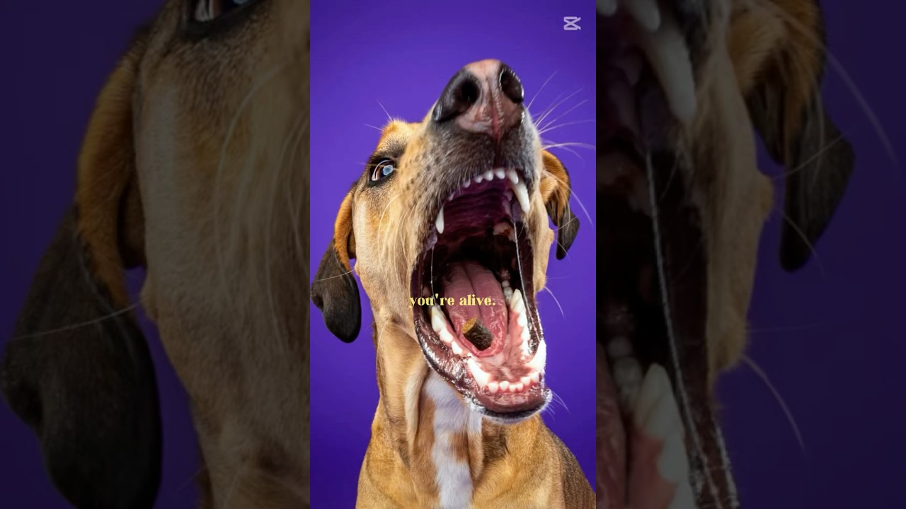 FarmFetch Models Stealing the Spotlight 🐶✨