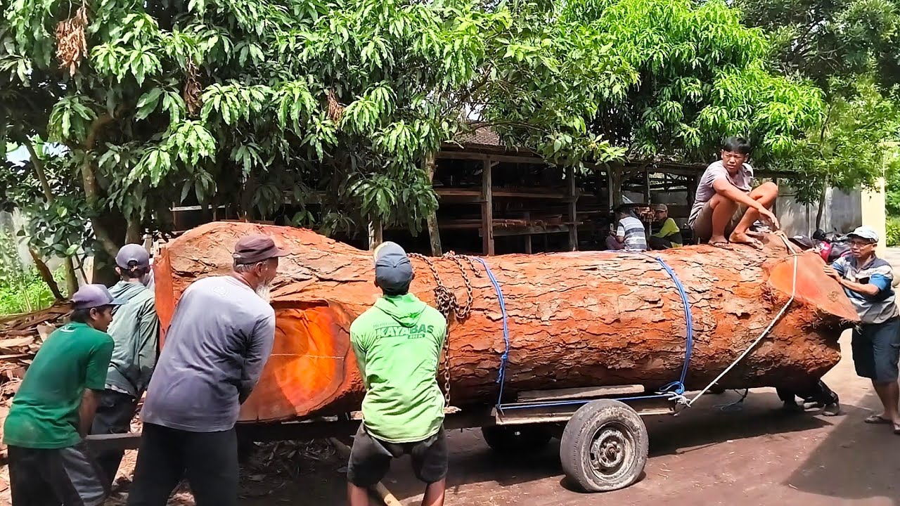 Harganya sangat mahal! Kayu mahoni berusia 500 tahun di pabrik penggergajian kayu.