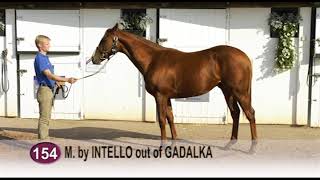 Dawn Intello(FR) 2017 Intello - Gadalka