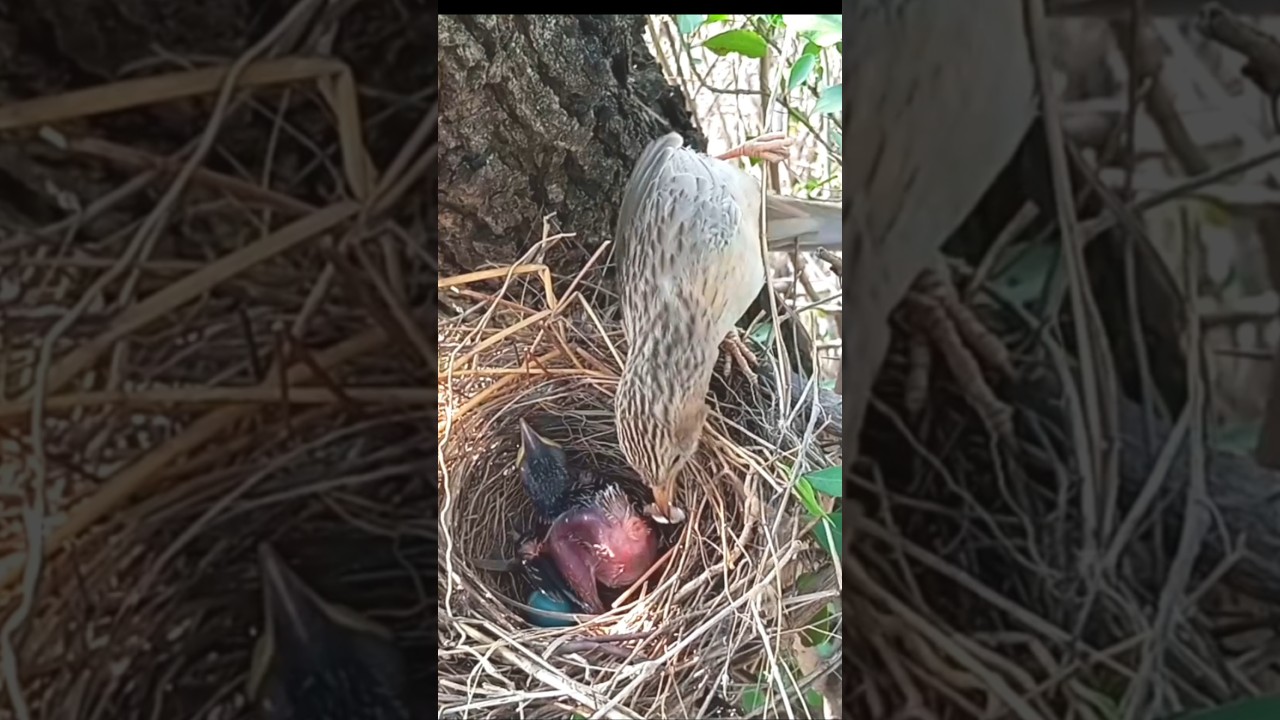Baby Birds Grow with Mom’s Care Mother Bird’s Hard Work in the Wild (p2) 
