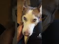 Nom nom NOM😋🥰❤️#fypviralシ #dogtrends #huskylife #cutedogs #dogchallenge #trendingshort