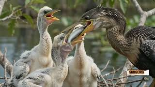 The Bird That Hunts Underwater | The Incredible Story of the Anhinga