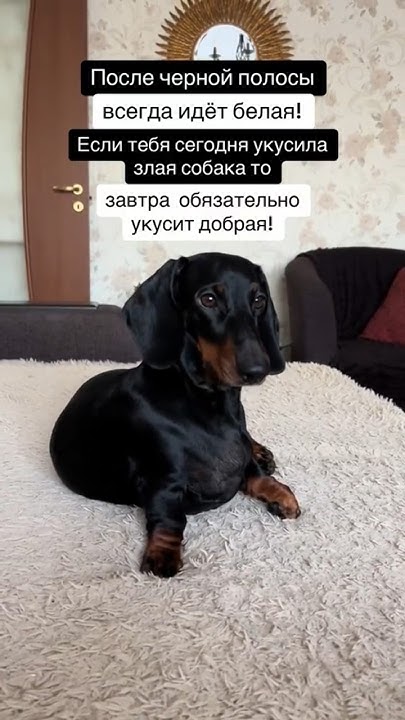 После черной полосы всегда идёт белая! Такса Ева-Королева. Такса лучшая ...