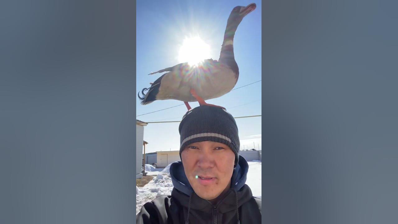 Утка 🦆 - YouTube