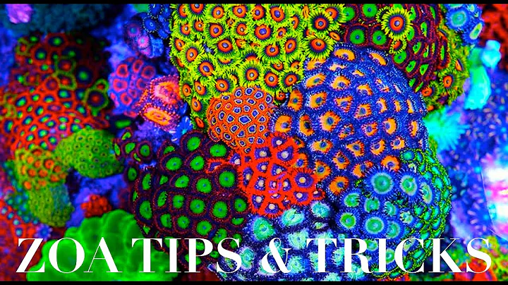Zoanthid Corals - Zoa Care