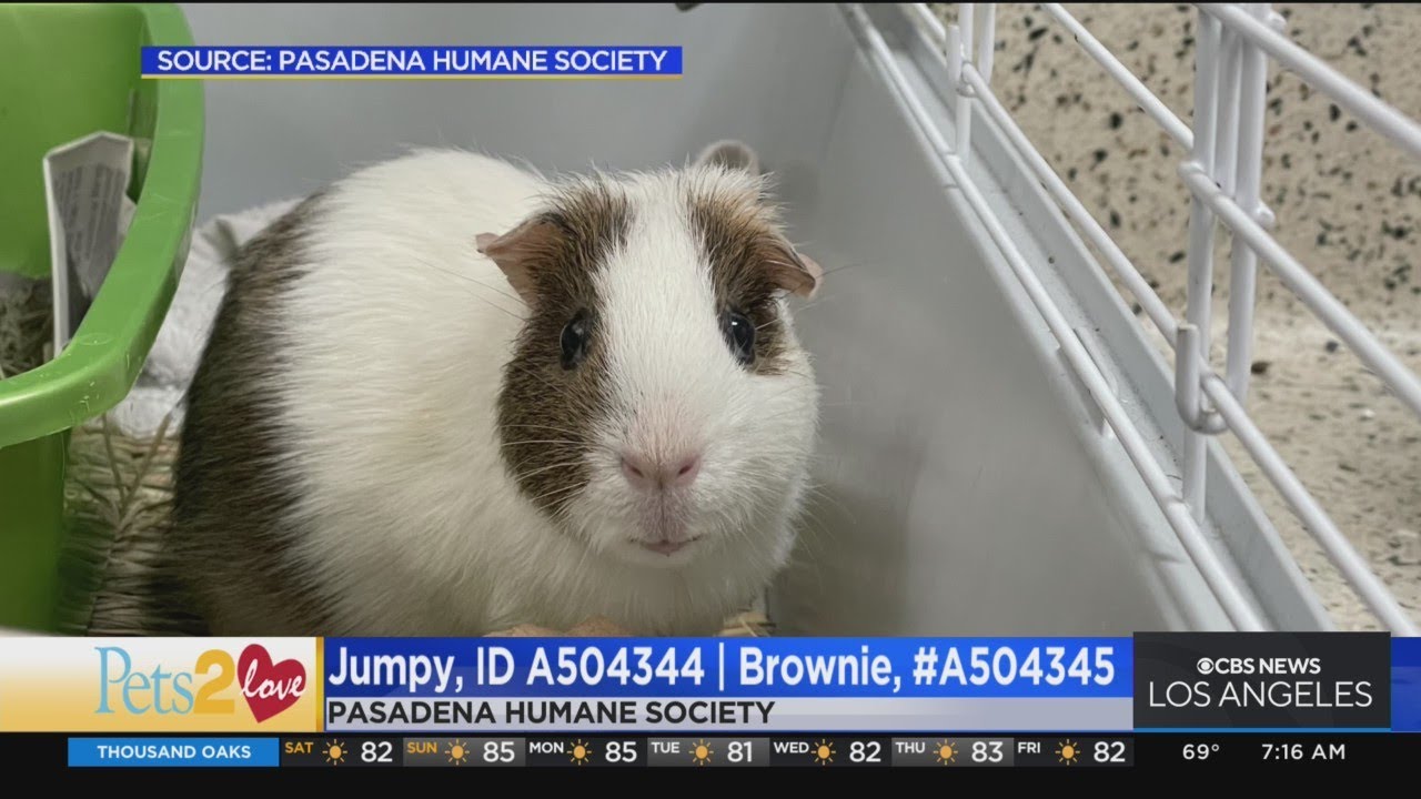 Pets 2 Love guinea pigs Jumpy and Brownie YouTube