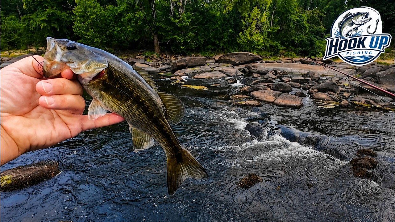 My First Spotted Bass? – Tar River – Rocky Mount, NC