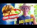 Como combater as MOSCAS das frutas- PASSO A PASSO/Acabe com as moscas de seu pomar [GARANTIDO].