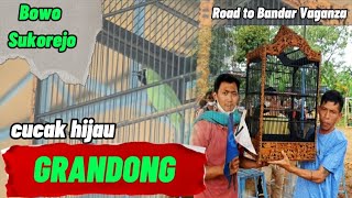 ROAD TO BANDAR VAGANZA | GRANDONG tampil serem,cucak hijau milik BOWO SUKOREJO