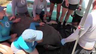 Video shows manatee, calf rescued after entanglement (Courtesy: Dolphin Research Center)