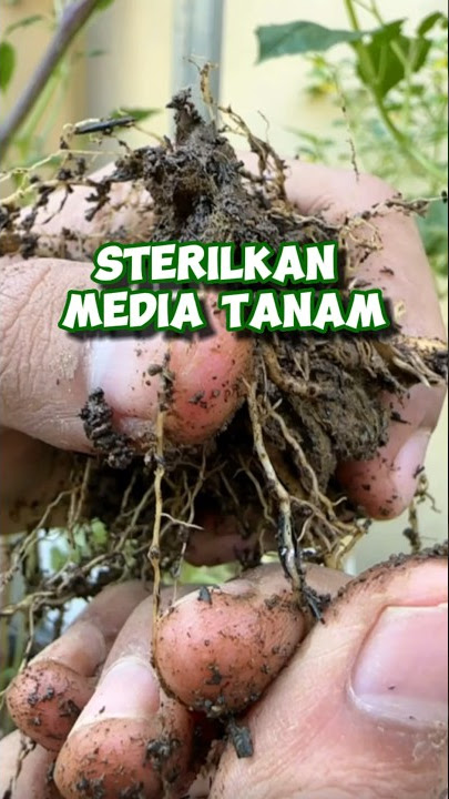 Busuk akar ‼️ Cara mensterilkan media tanam agar tanaman tumbuh subur