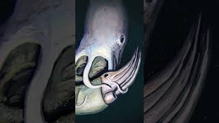 LE KRAKEN A VRAIMENT EXISTÉ ? #insolite