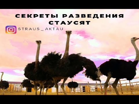 Страусиная ферма | Содержания страуса и страусят