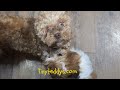 Puppy energy! Teddy Bear Puppy Tussle! Watch these fluffy comedians wrestle &amp; romp their hearts out!