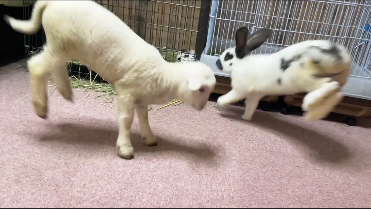 仔羊「ぴょんぴょん！（ウサギのまね）」ウサギ「え……？」 上手に