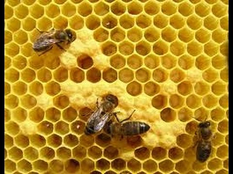 El proceso de recolección del polen de abeja - Reina Kilama