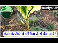 855kisan karyashala how is choking in banana plant broken with rahuljawan